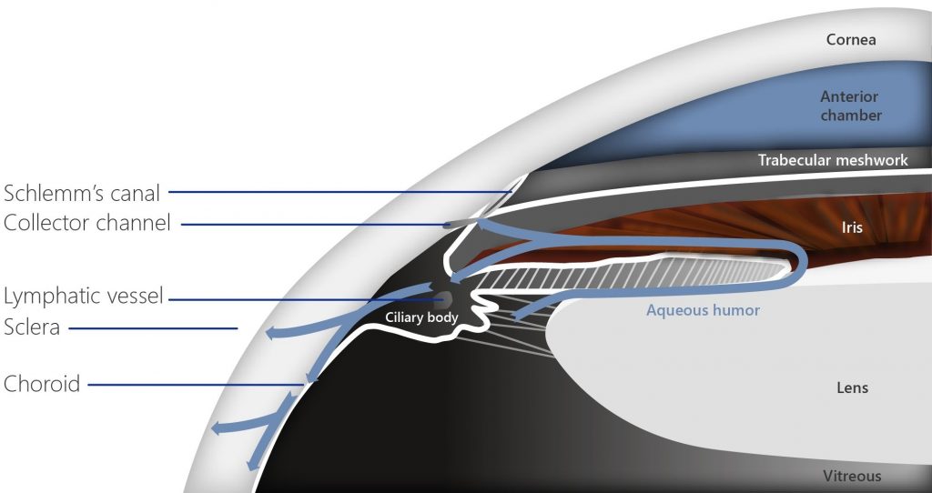 Flow in eye and aqueous humor